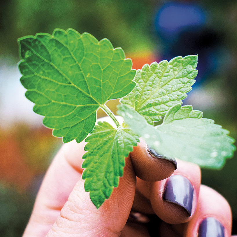 Collage of images of students, faculty and staff working at various service sites on spring break