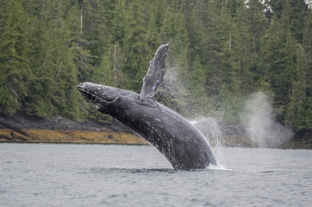 Whale in Alaska Whale jumping out of water