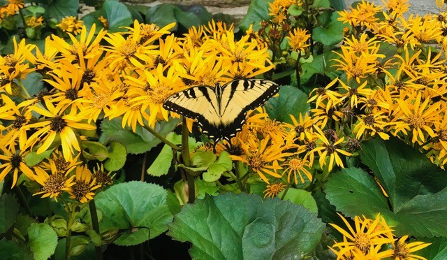 Butterfly on a leaf