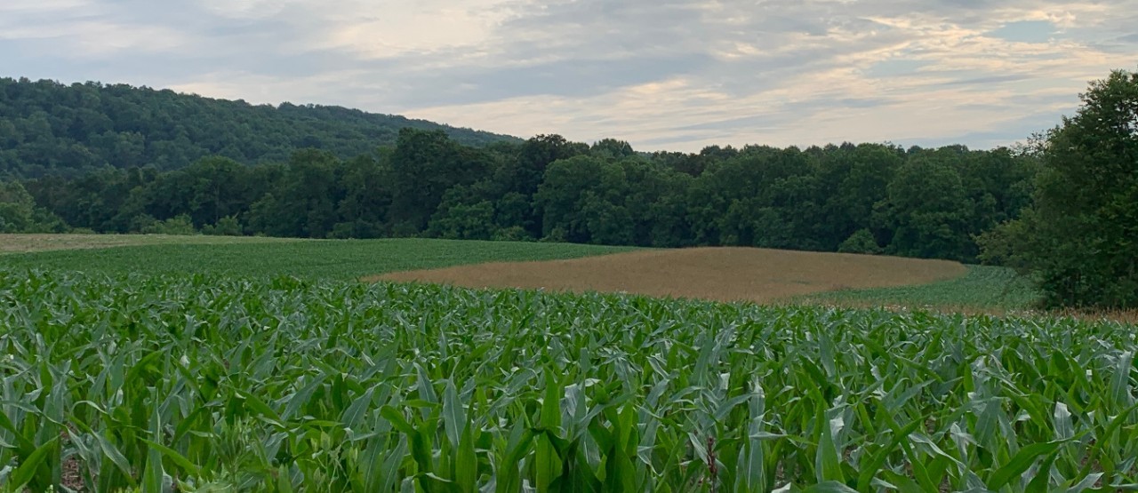 landscape view of a farm