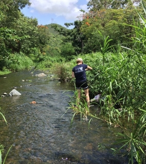 Environmental Science student Erin Siebert ’20 MS examines the impacts of Hurricane Maria on stream water quality in Puerto Ric Environmental Science student Erin Siebert ’20 MS examines the impacts of Hurricane Maria on stream water quality in Puerto Ric