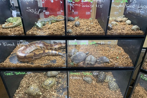 Reptiles in glass tanks. Reptiles in glass tanks.