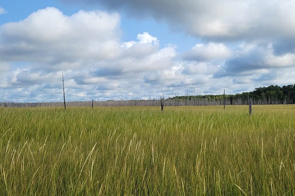 An open field An open field