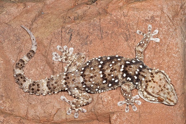 An image of a reptile. An image of a reptile.