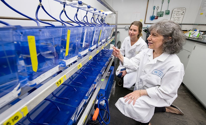 A faculty member and her student work in the lab together.