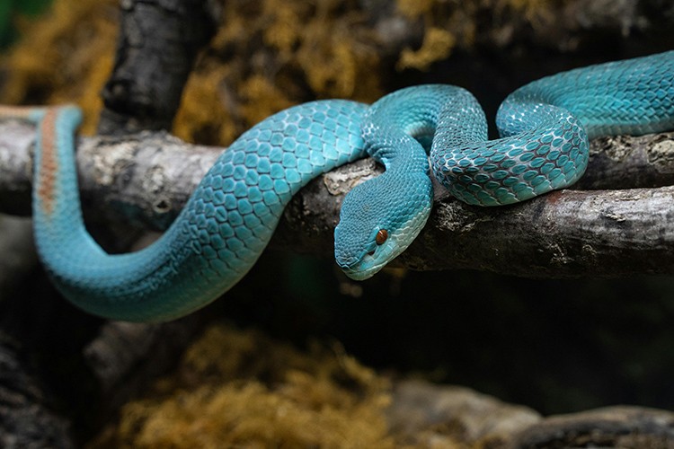 Reports Claim “Zootopia 2” is Causing Surging Sales of Venomous Blue Snakes. Villanova Professor Ryan Almeida Cautions it’s Likely More Nuanced Reports Claim “Zootopia 2” is Causing Surging Sales of Venomous Blue Snakes. Villanova Professor Ryan Almeida Cautions it’s Likely More Nuanced