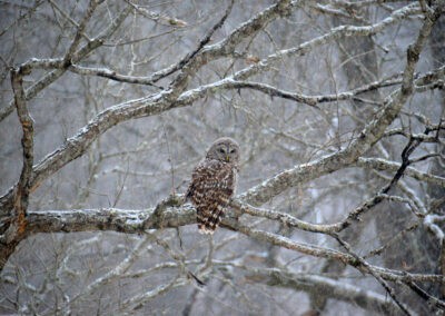 Invasive pests and pathogens affecting old growth forests have threatened the habitats of native animals and altered forest ecology. Image courtesy of The American Chestnut Foundation.