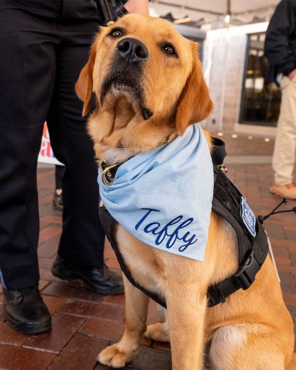 Taffy the service dog.