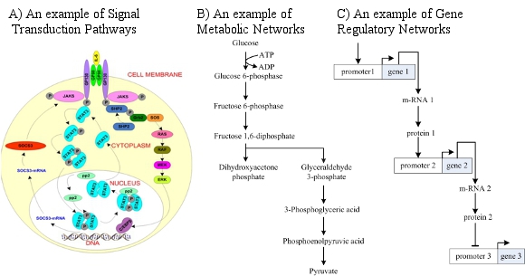 Three Types of Cellular Networks