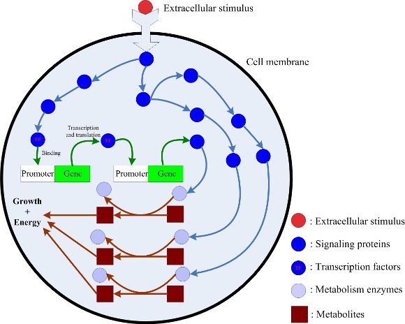 How Microorganisms Grow
