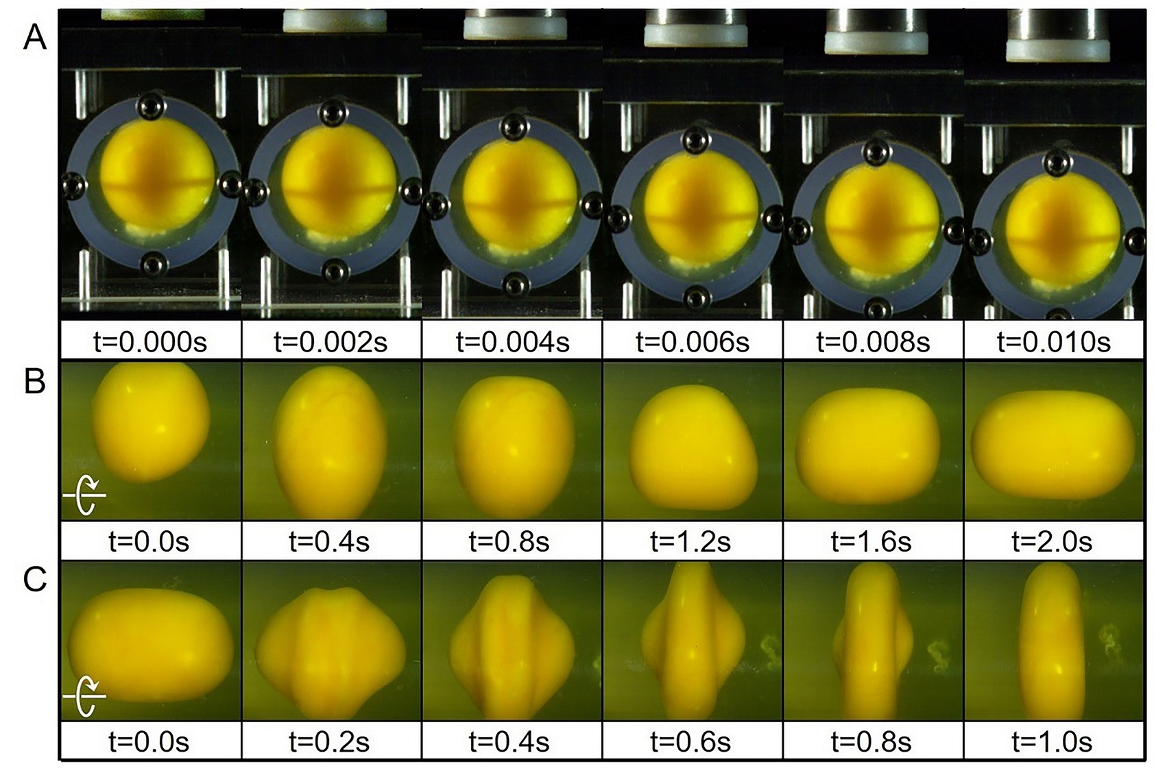 A Team of Mechanical Engineers Turns To Eggs To Model Concussion and to Better Understand Sudden Impact Brain Injuries