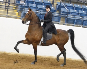 Villanova Nursing alumna wins equestrian events Villanova Nursing alumna wins equestrian events