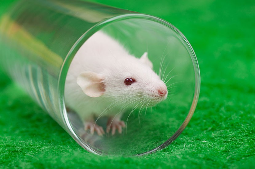 636333652 Mouse in glass beaker
