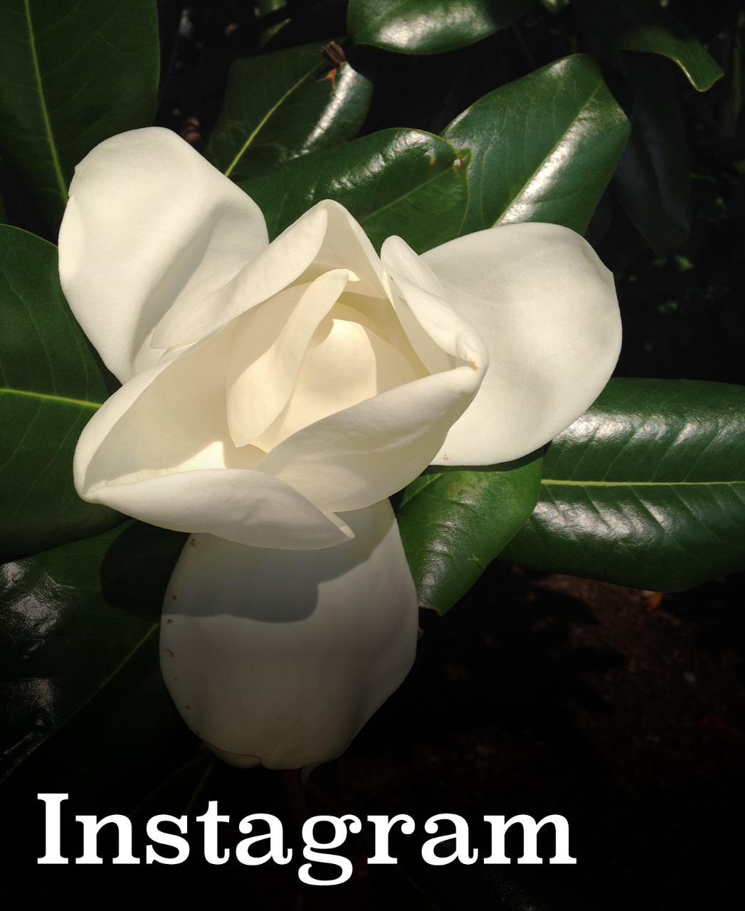 Villanova Sustainability Instagram