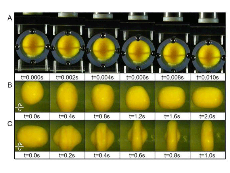 Reactions of the egg yolk under the translational impact.
