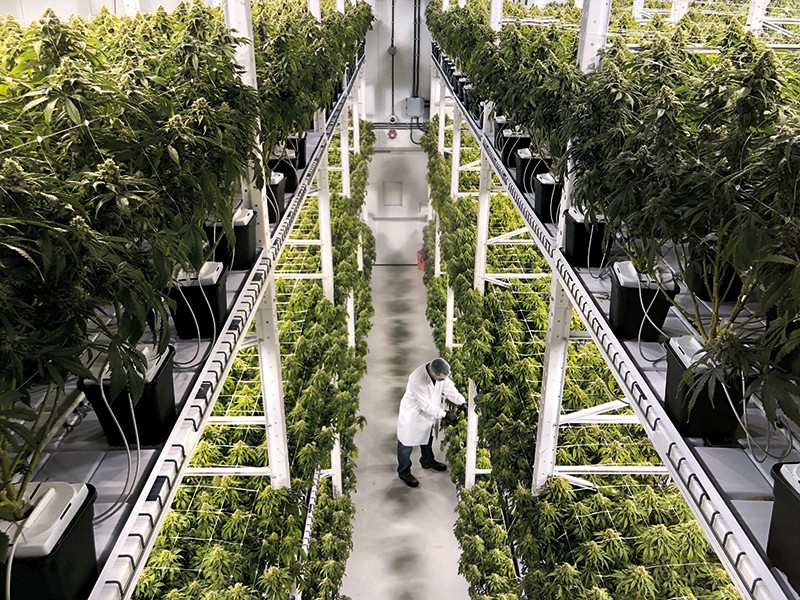 Villanova Professor Addresses Energy Efficiency Issues in the Cannabis Industry
