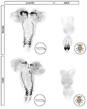 The image shows the juvenile and adult central nervous system from a female and male fly.