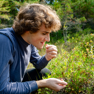 A student picking and eating fresh cranberries in a field.