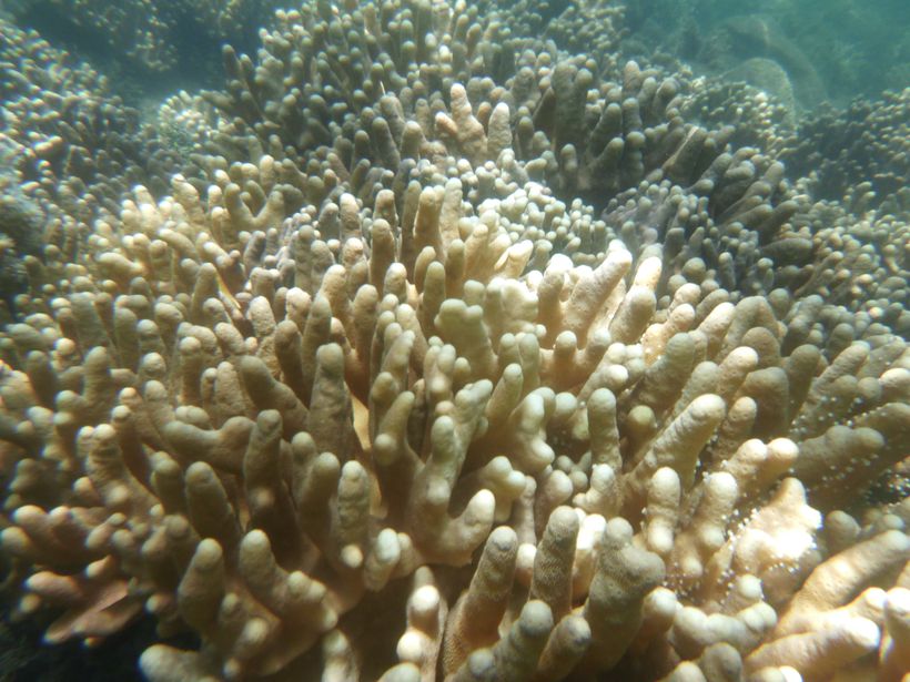 white coral