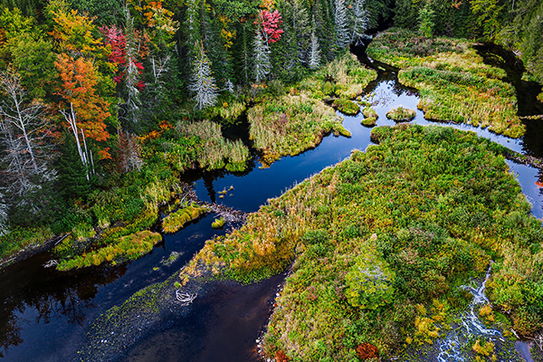image of stream running through a forest.
