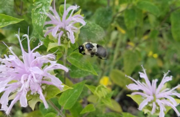 Bee and Bee Balm