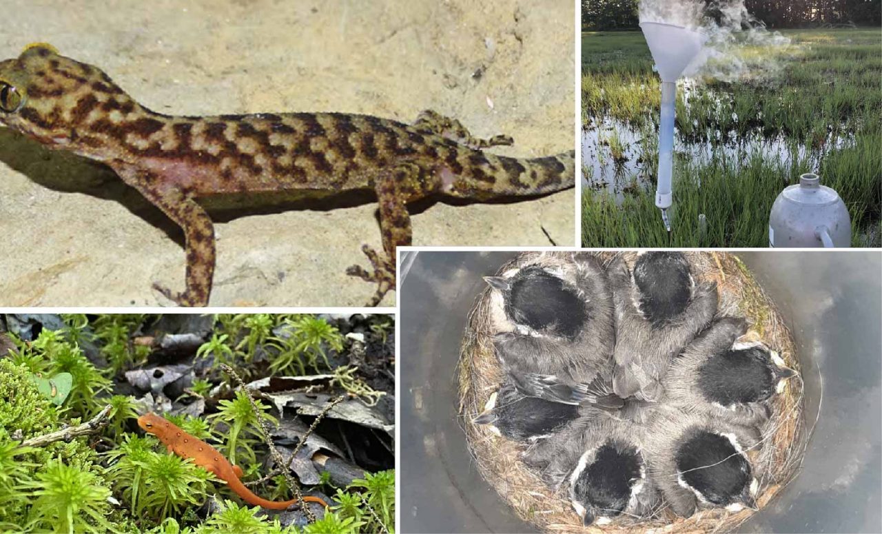 Lizard, marsh, chicks in nest, bog newt