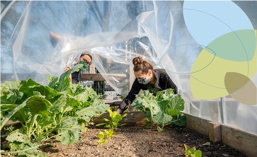 students work in garden