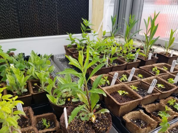 7 species of native plants for garden