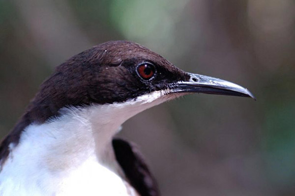 An image of a bird.