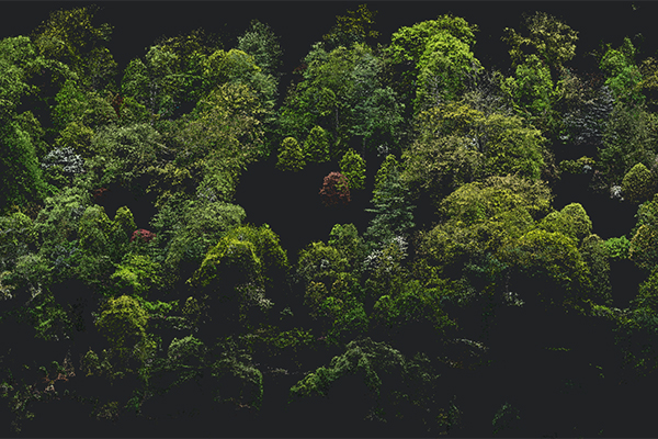  A spatial model of the Oakwell forested areas created from drone photography using GIS and some special software. 