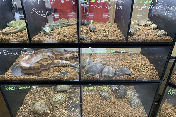 Reptiles in glass tanks.