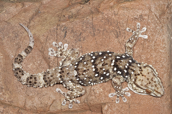 An image of a reptile.