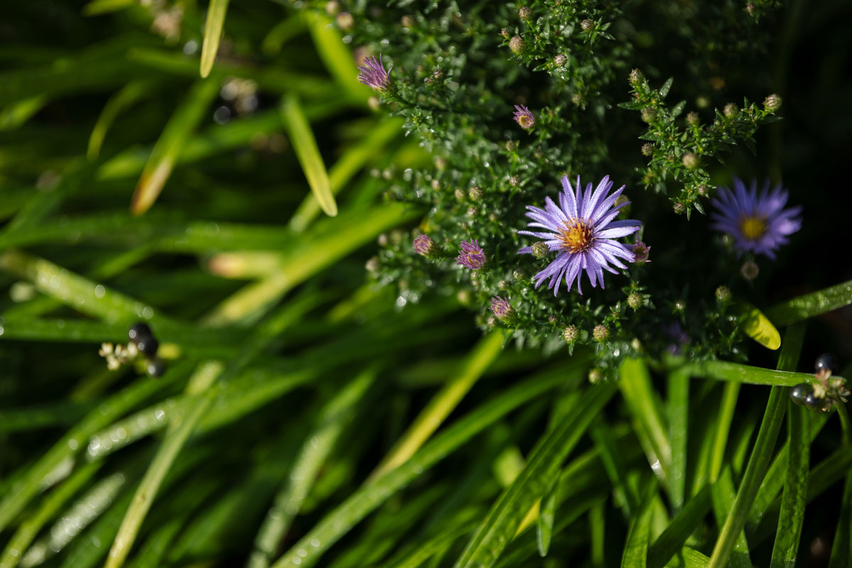 Purple aster.