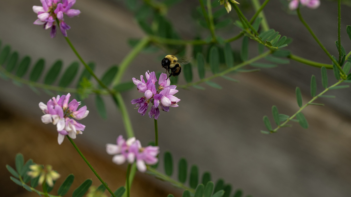 A buttery fly lands on a pink flower.