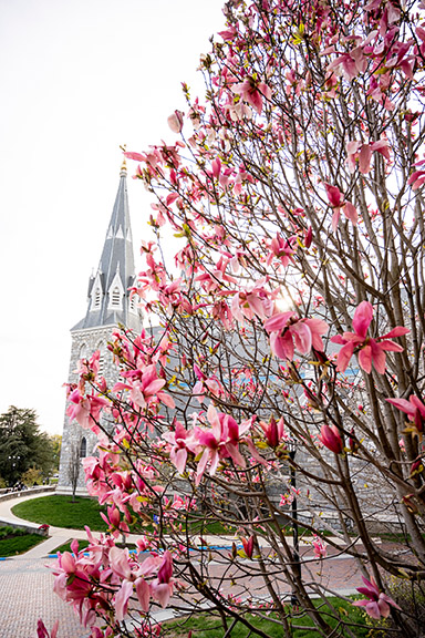 pink flowering bush in front of church