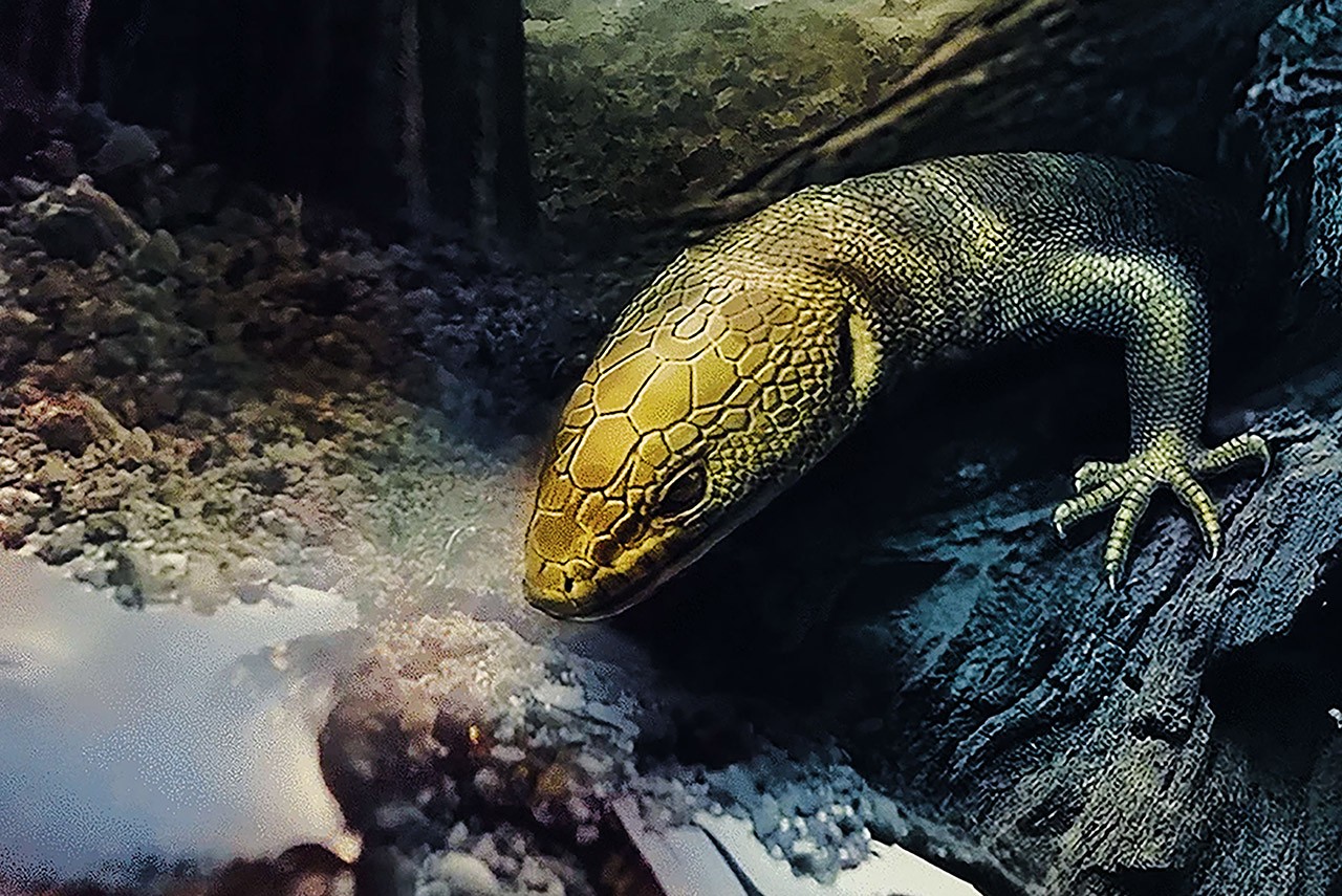 a scientific illustration of a young lizard crawling on pebbles and wood