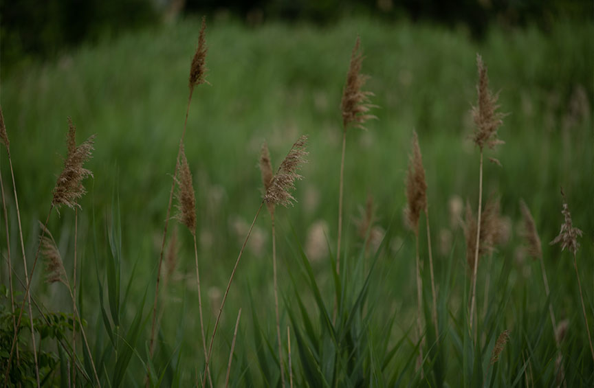 native wetland grass