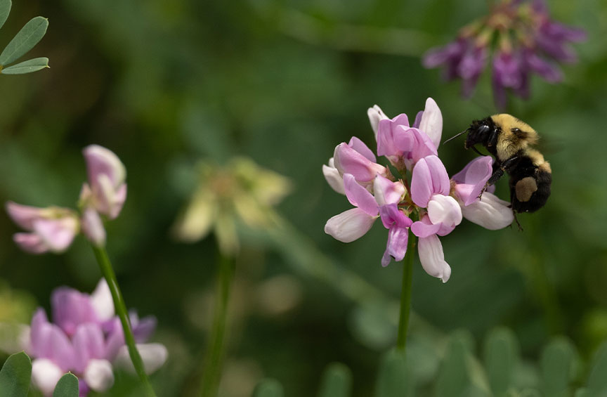 fuzzy bee pollinating a purple flower