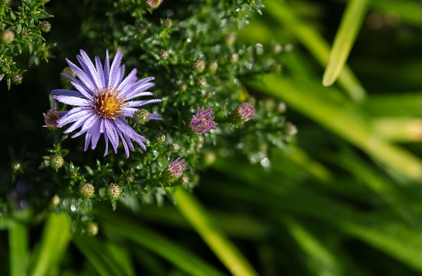 Close-up of a plant with one full purple bloom and several surrounding purple buds.