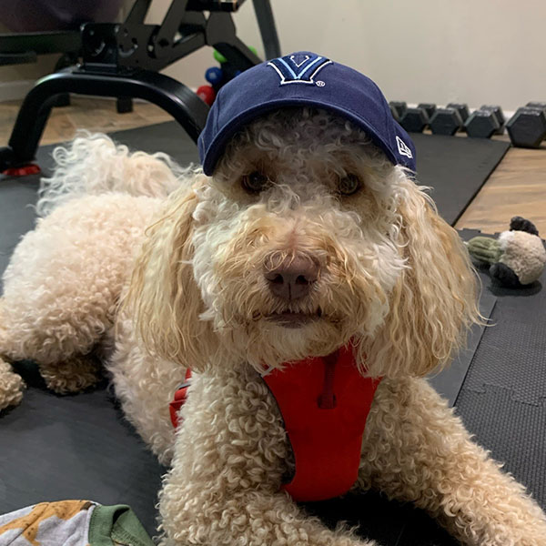goldendoodle wearing a Villanova baseball cap laying on a gym mat