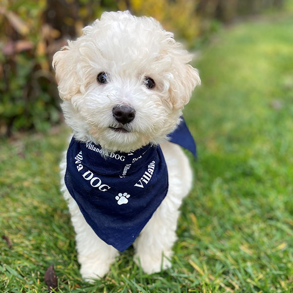 a little white dog wearing a blue Villanova bandanna stands in the grass