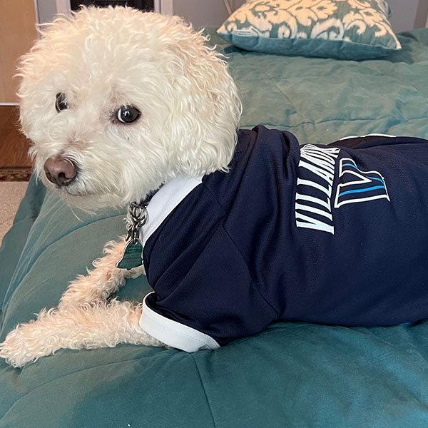 a white fluffy dog wearing a Villanova jersey lies on a bed