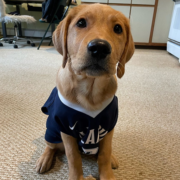 a dog wearing a Villanova jersey sits on a carpeted floor