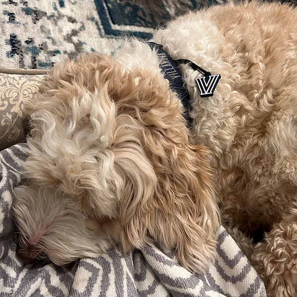 a fluffy dog wearing a Villanova collar