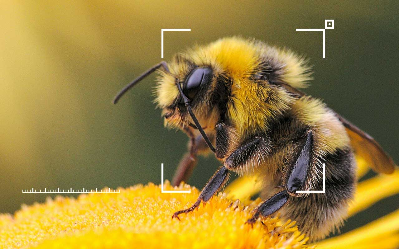 Close-up of a fuzzy bee on a flower, captured through a camera lens.