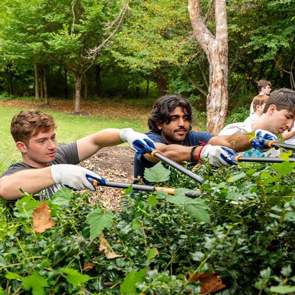 Three Villanova students use garden clippers to trim bushes as part of a community day of service.
